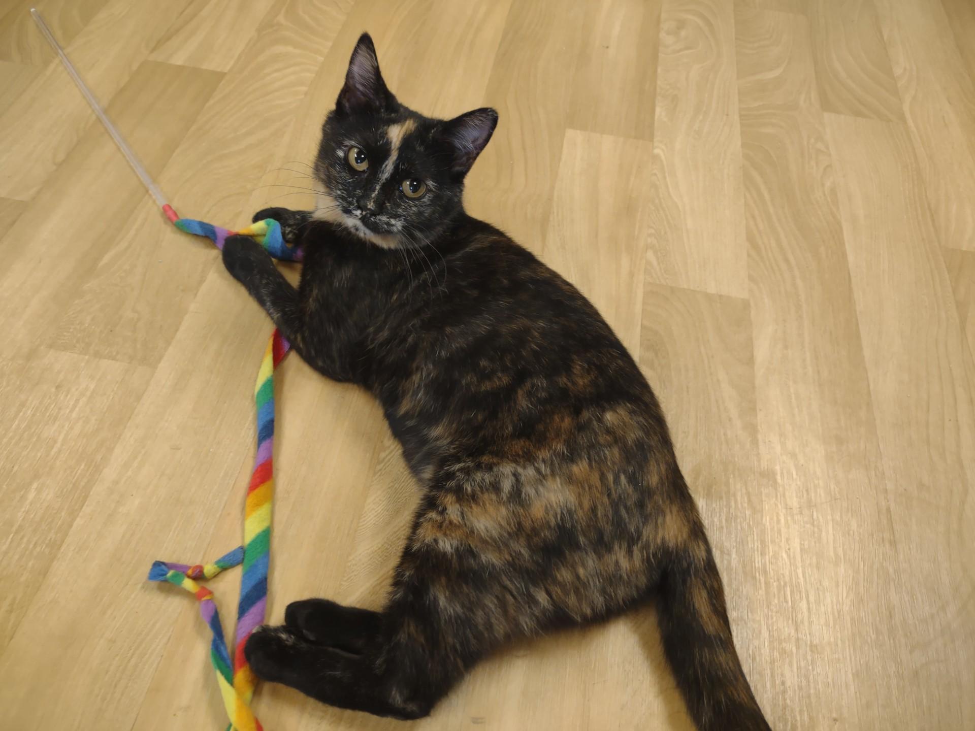 Enlarge Rosa Lee, a ADOPTABLE mixed breed in Montour Falls, NY image 2/4