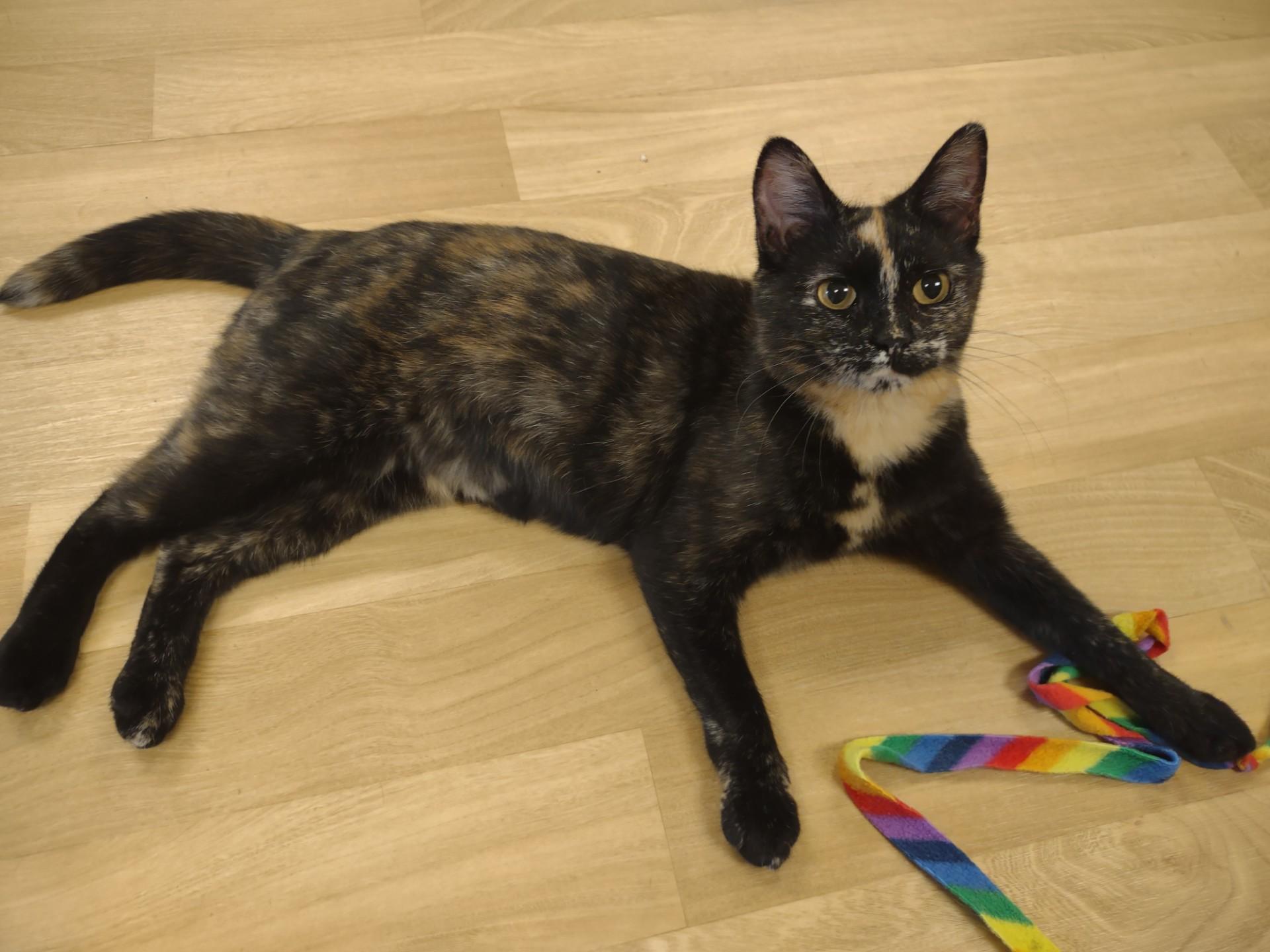 Enlarge Rosa Lee, a ADOPTABLE mixed breed in Montour Falls, NY image 3/4