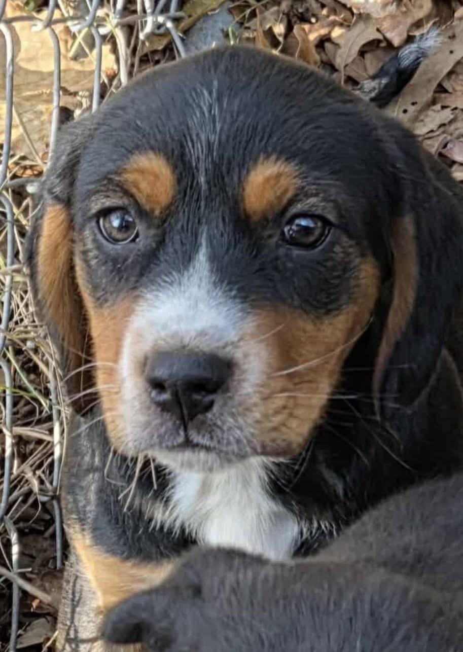 Mixed Up Girls!, ADOPTABLE, Puppy Female Retriever & Hound.