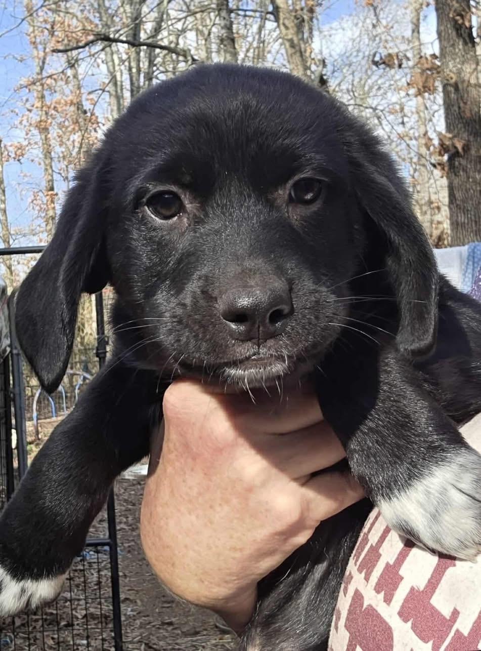 Enlarge Mixed Up Girls!, a ADOPTABLE mixed breed in Dallas, TX image 3/6