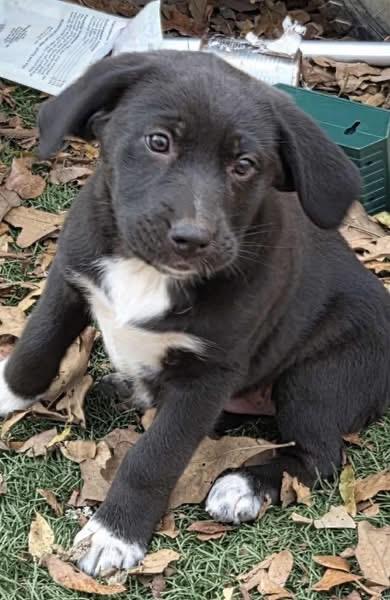 Enlarge Mixed Up Girls!, a ADOPTABLE mixed breed in Dallas, TX image 4/6