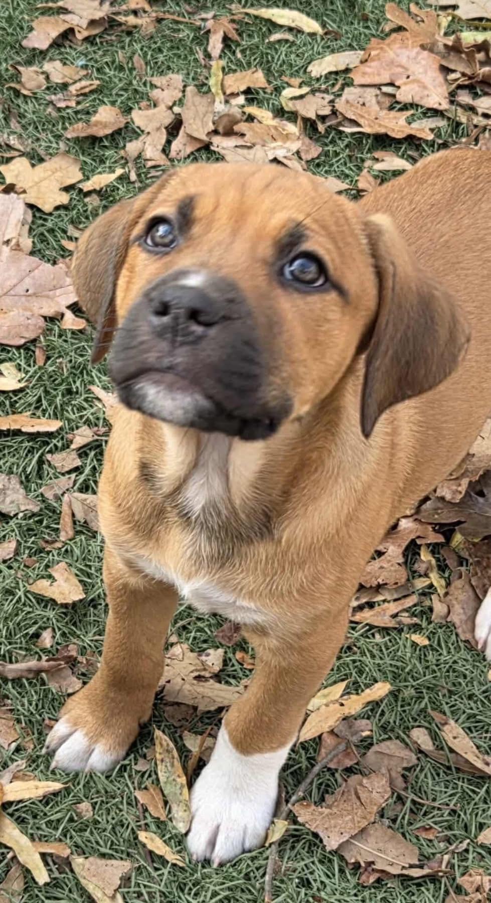 Enlarge Mixed Up Girls!, a ADOPTABLE mixed breed in Dallas, TX image 2/6