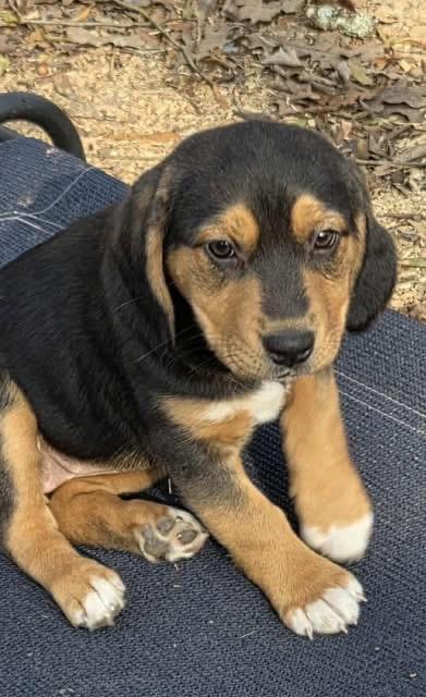 Enlarge Mixed Up Girls!, a ADOPTABLE mixed breed in Dallas, TX image 6/6