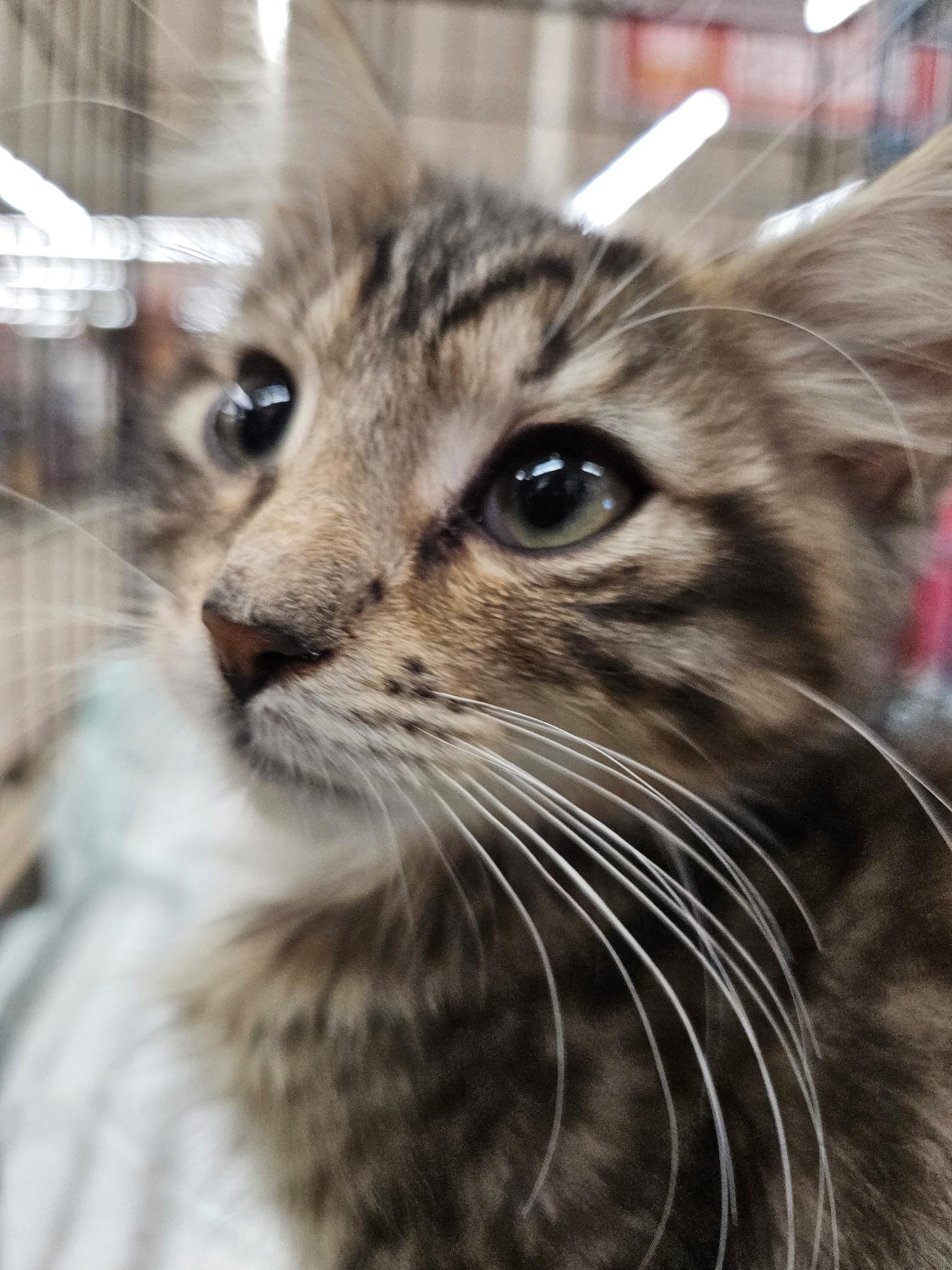 Enlarge Scar, Pluto, Simba, Starlight kittens, a Adoptable Domestic Short Hair in Perth Amboy , NJ image 4/4