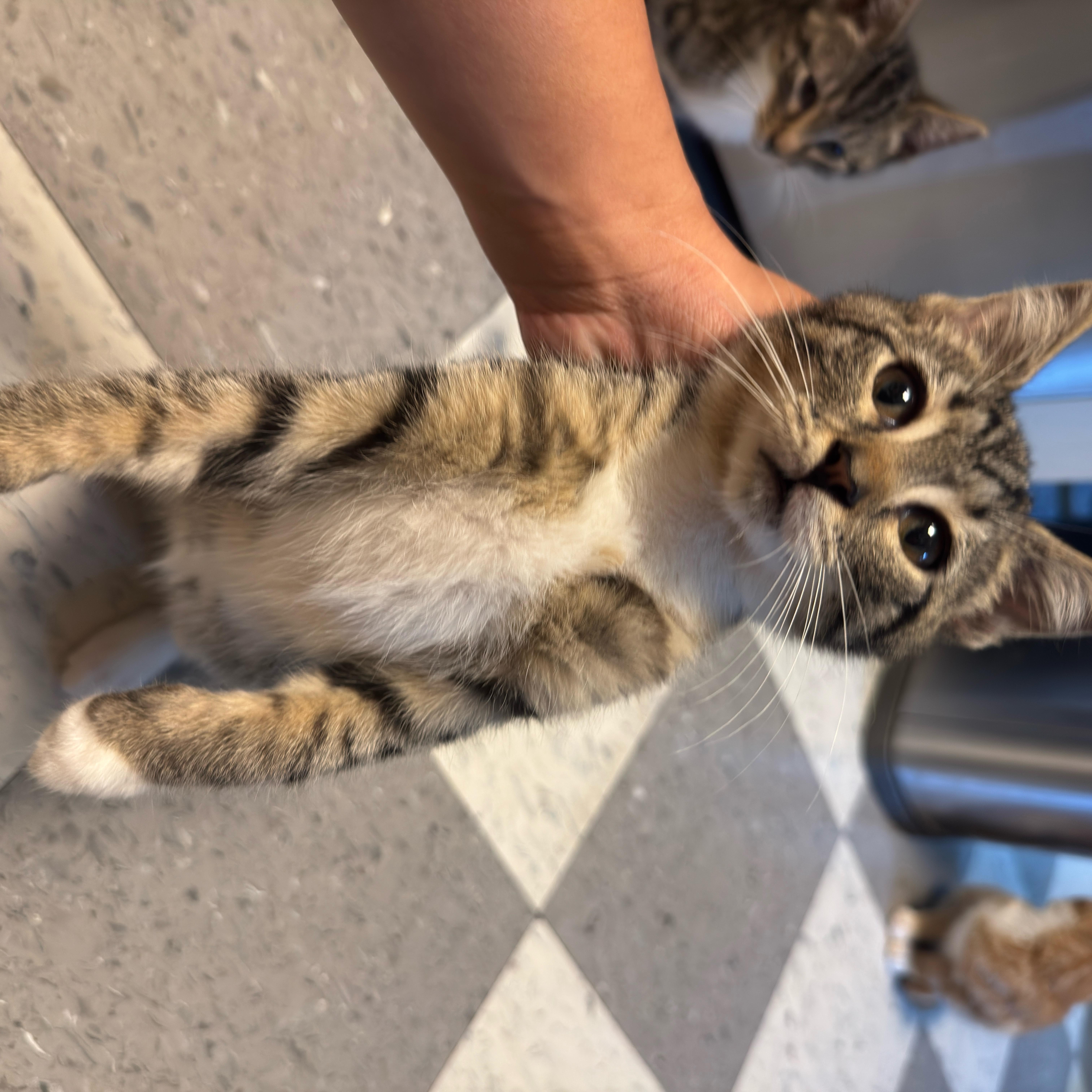 Pluto, Adoptable, Kitten Male Domestic Short Hair.