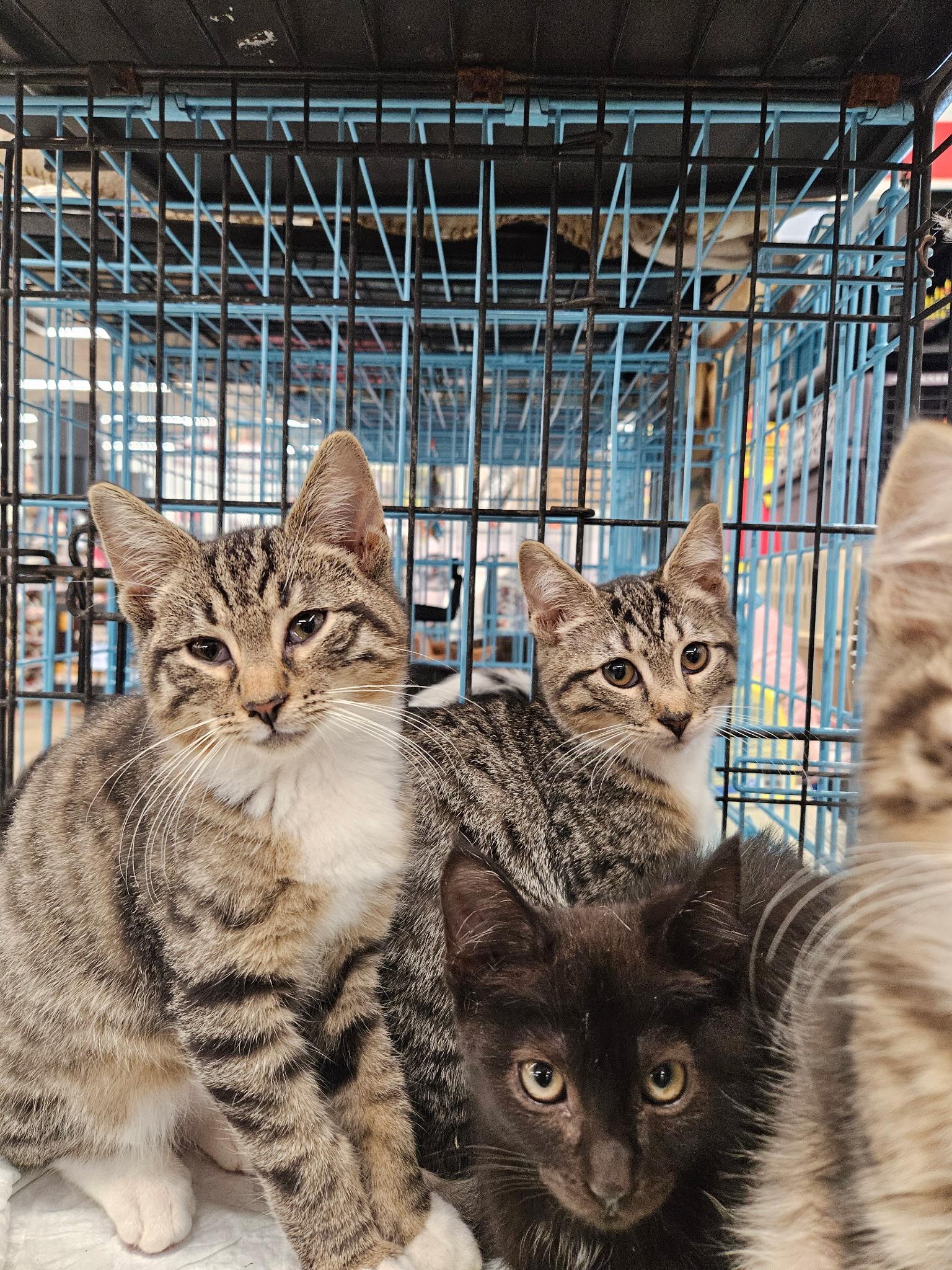 Scar, Pluto, Simba, Starlight kittens, Adoptable, Kitten Male Domestic Short Hair.
