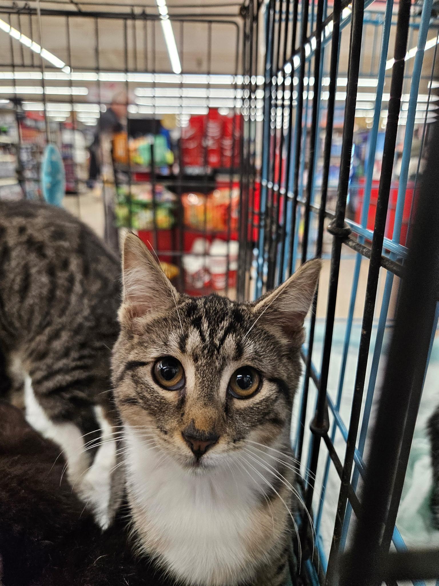 Enlarge Scar, Pluto, Simba, Starlight kittens, a Adoptable Domestic Short Hair in Perth Amboy , NJ image 2/4