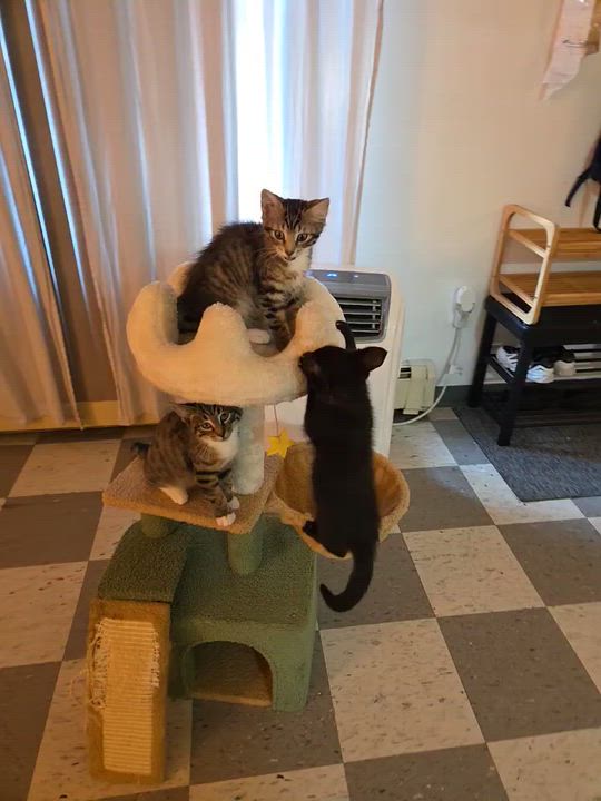 Enlarge Scar, Pluto, Simba, Starlight kittens, a Adoptable Domestic Short Hair in Perth Amboy , NJ video 3/4
