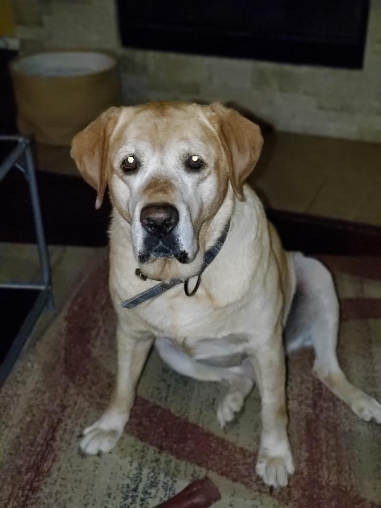 Enlarge Chase, a Adoptable Labrador Retriever in Austin, TX image 1/1