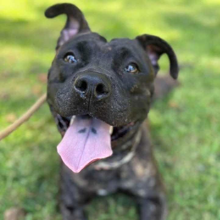 Enlarge Angela, a Adoptable Mixed Breed in Brookhaven, NY image 2/4