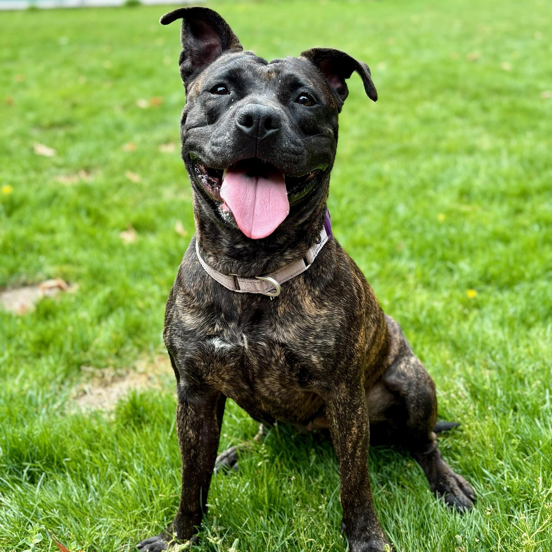 Enlarge Angela, a Adoptable Mixed Breed in Brookhaven, NY image 1/4