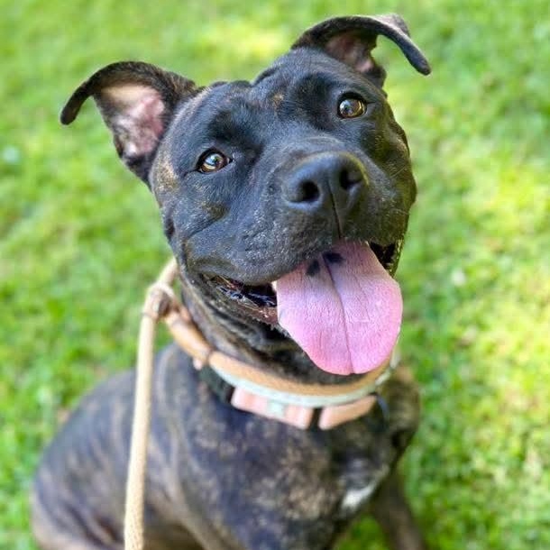 Enlarge Angela, a Adoptable Mixed Breed in Brookhaven, NY image 3/4