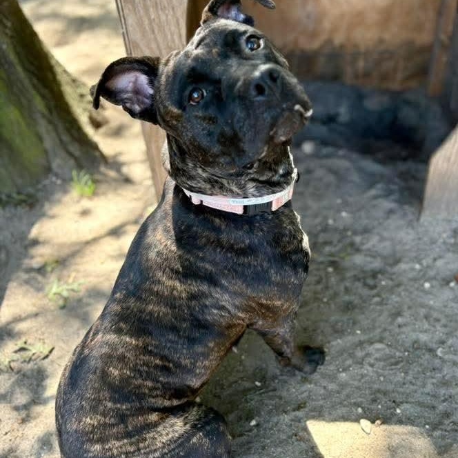 Enlarge Angela, a Adoptable Mixed Breed in Brookhaven, NY image 4/4