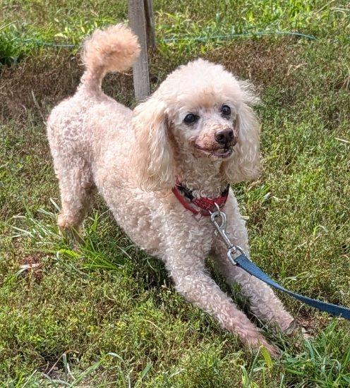 Sparky, a ADOPTABLE Poodle in Barrington Hills, IL image 3/4
