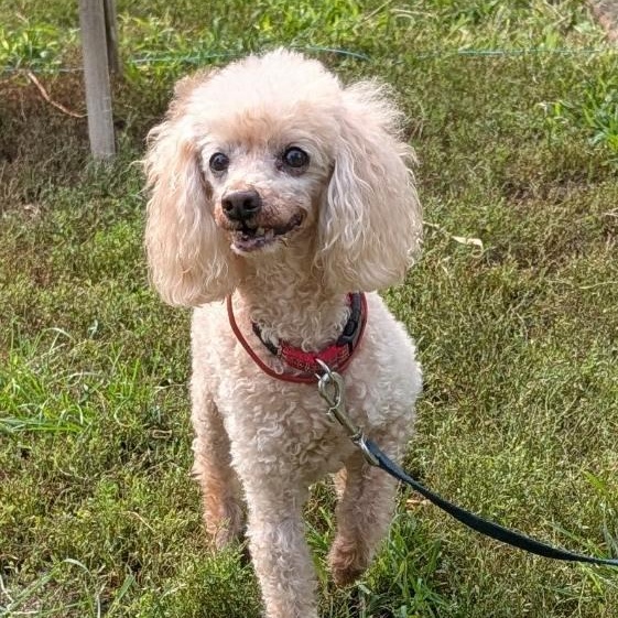 Sparky, a ADOPTABLE Poodle in Barrington Hills, IL image 2/4