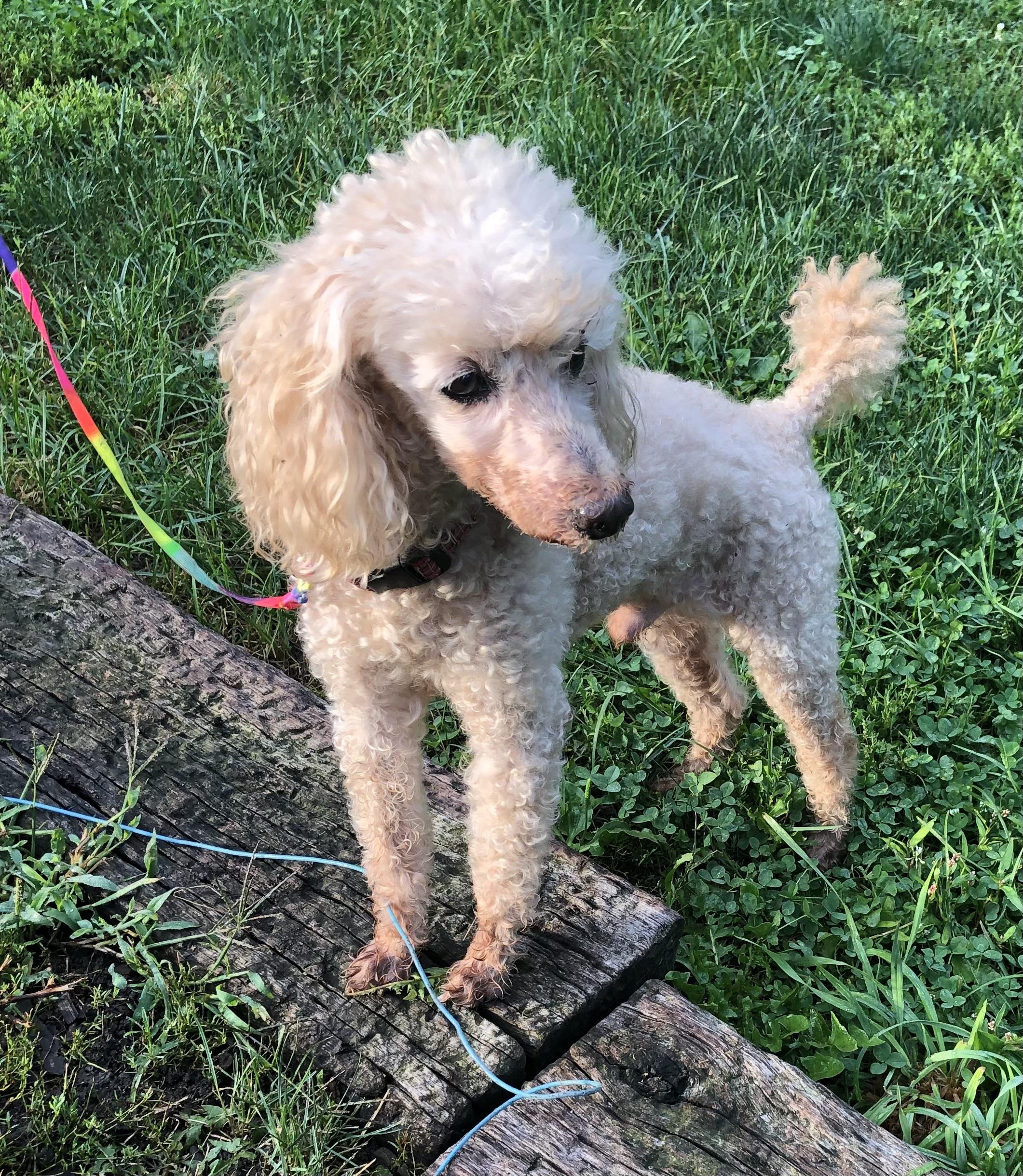 Sparky, ADOPTABLE, Senior Male Poodle.