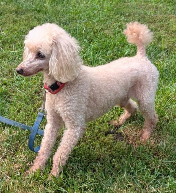 Sparky, a ADOPTABLE Poodle in Barrington Hills, IL image 4/4