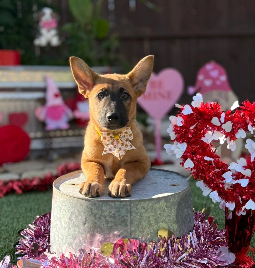 Tinga, a ADOPTABLE mixed breed in Southport, CT image 6/6