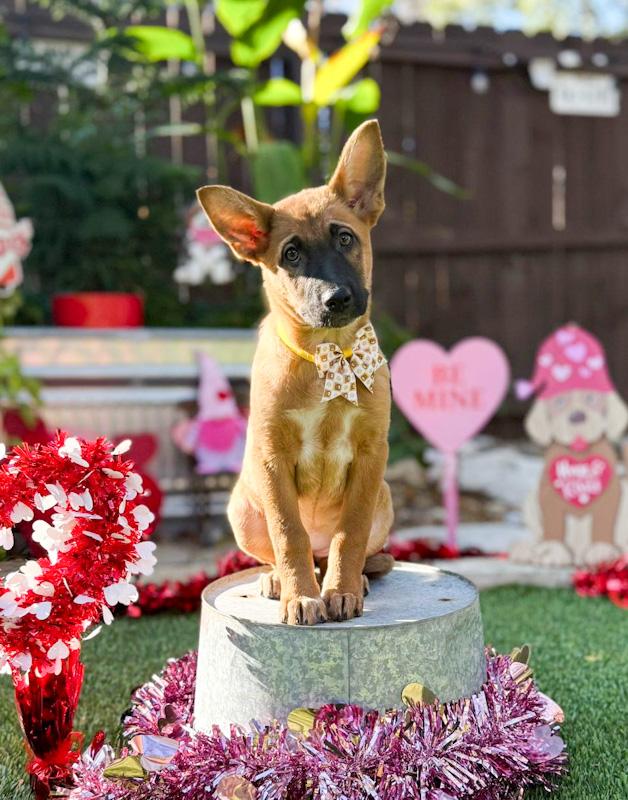 Tinga, a ADOPTABLE mixed breed in Southport, CT image 5/6