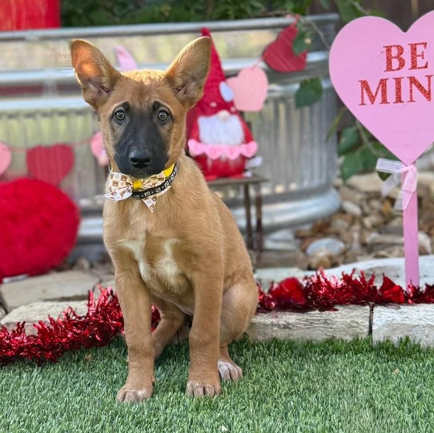 Tinga, a ADOPTABLE mixed breed in Southport, CT image 1/6