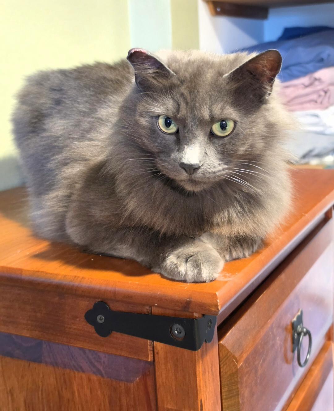 Enlarge Kitkat, an adopted Domestic Medium Hair in Des Moines , WA image 4/5