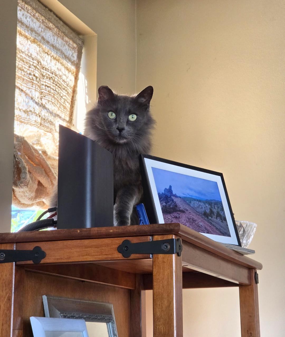 Enlarge Kitkat, an adopted Domestic Medium Hair in Des Moines , WA image 3/5