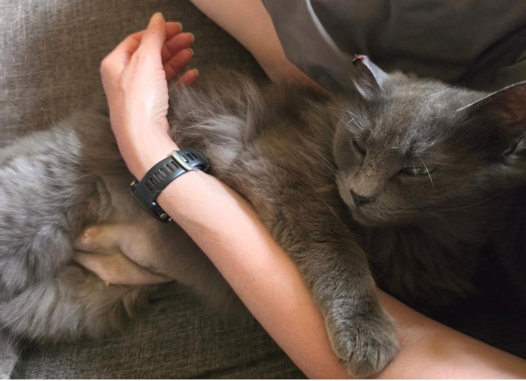 Enlarge Kitkat, an adopted Domestic Medium Hair in Des Moines , WA image 2/5