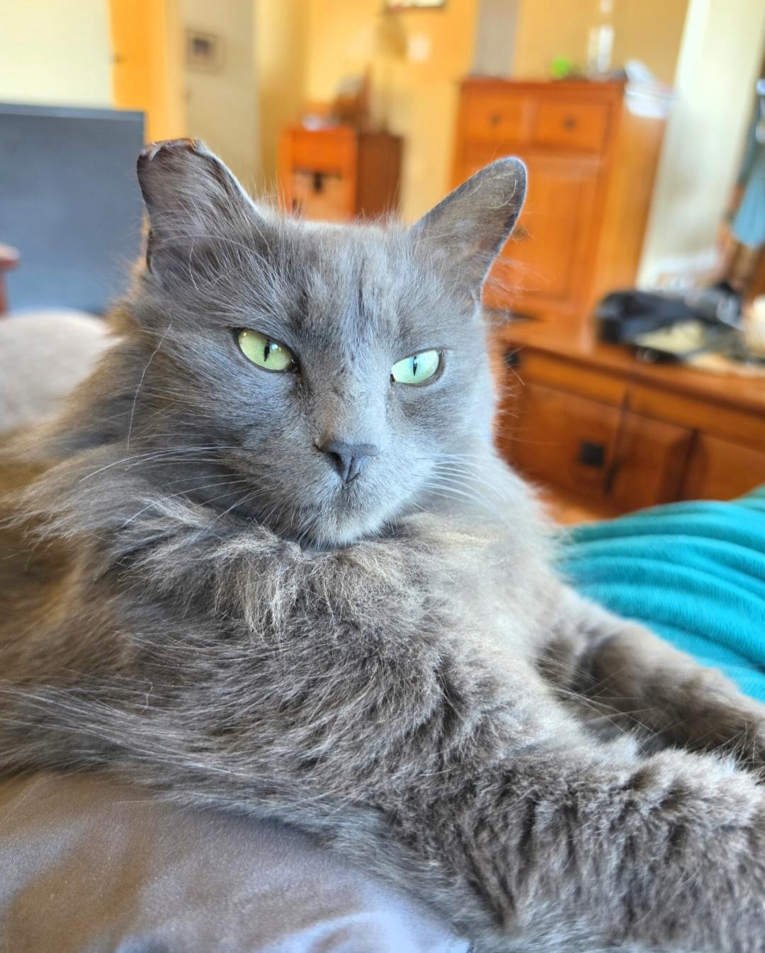 Enlarge Kitkat, an adopted Domestic Medium Hair in Des Moines , WA image 5/5