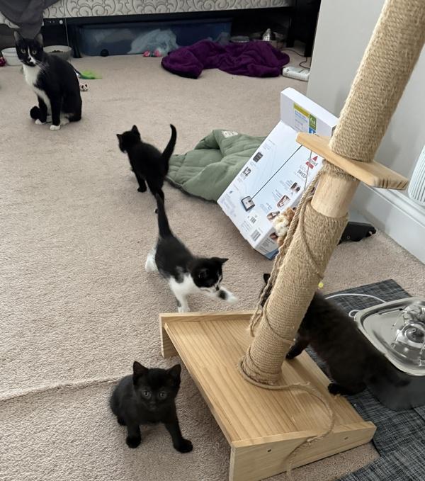 Kitty, Adoptable, Adult Female Domestic Short Hair.