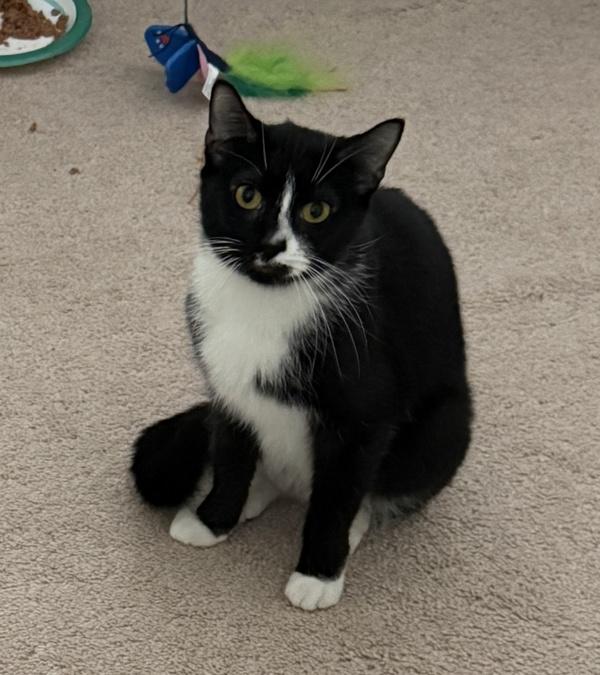 Kitty, a Adoptable mixed breed in Stratham, NH image 2/2