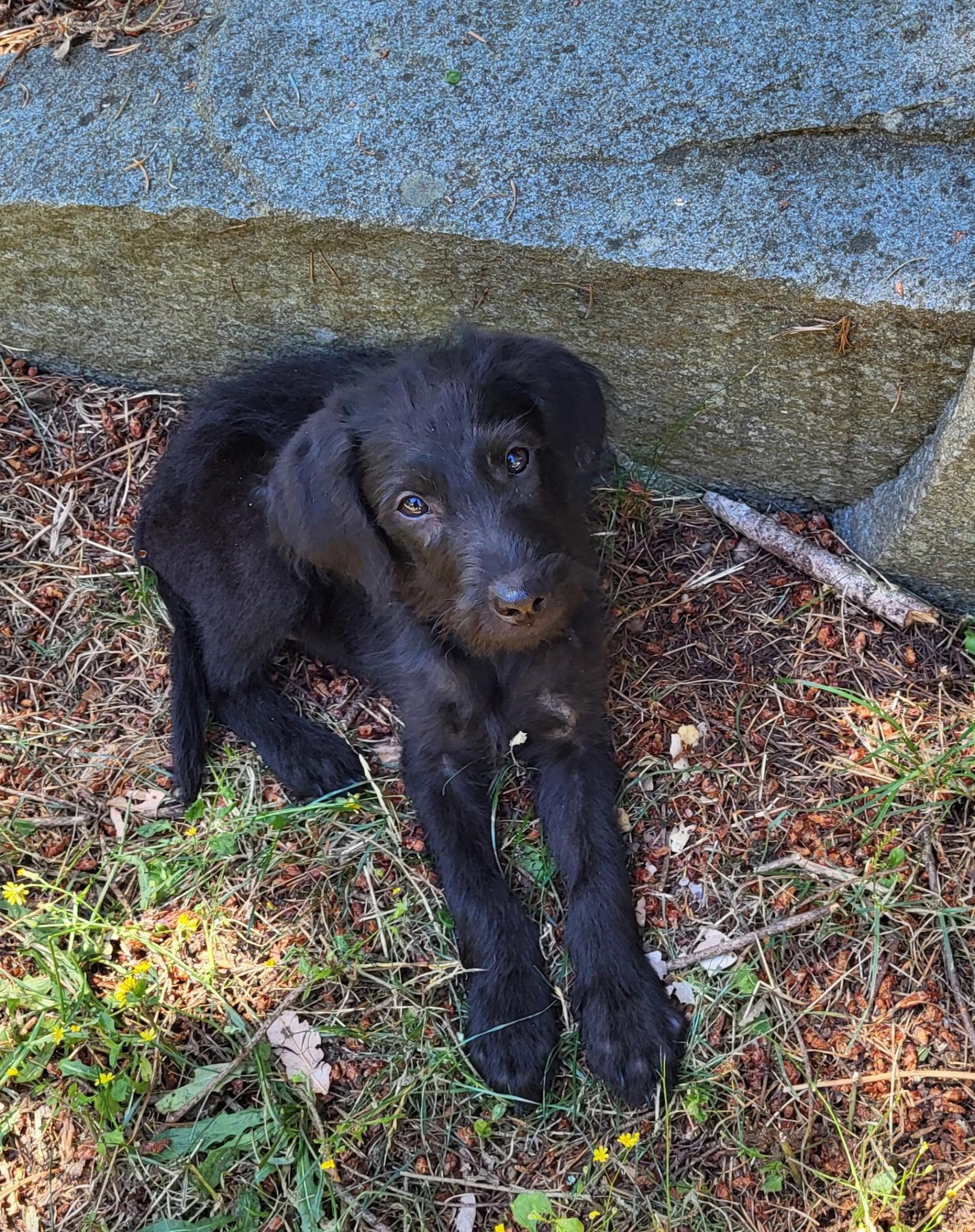 Chicken Doodle, an adopted mixed breed in Lacey, WA image 2/3