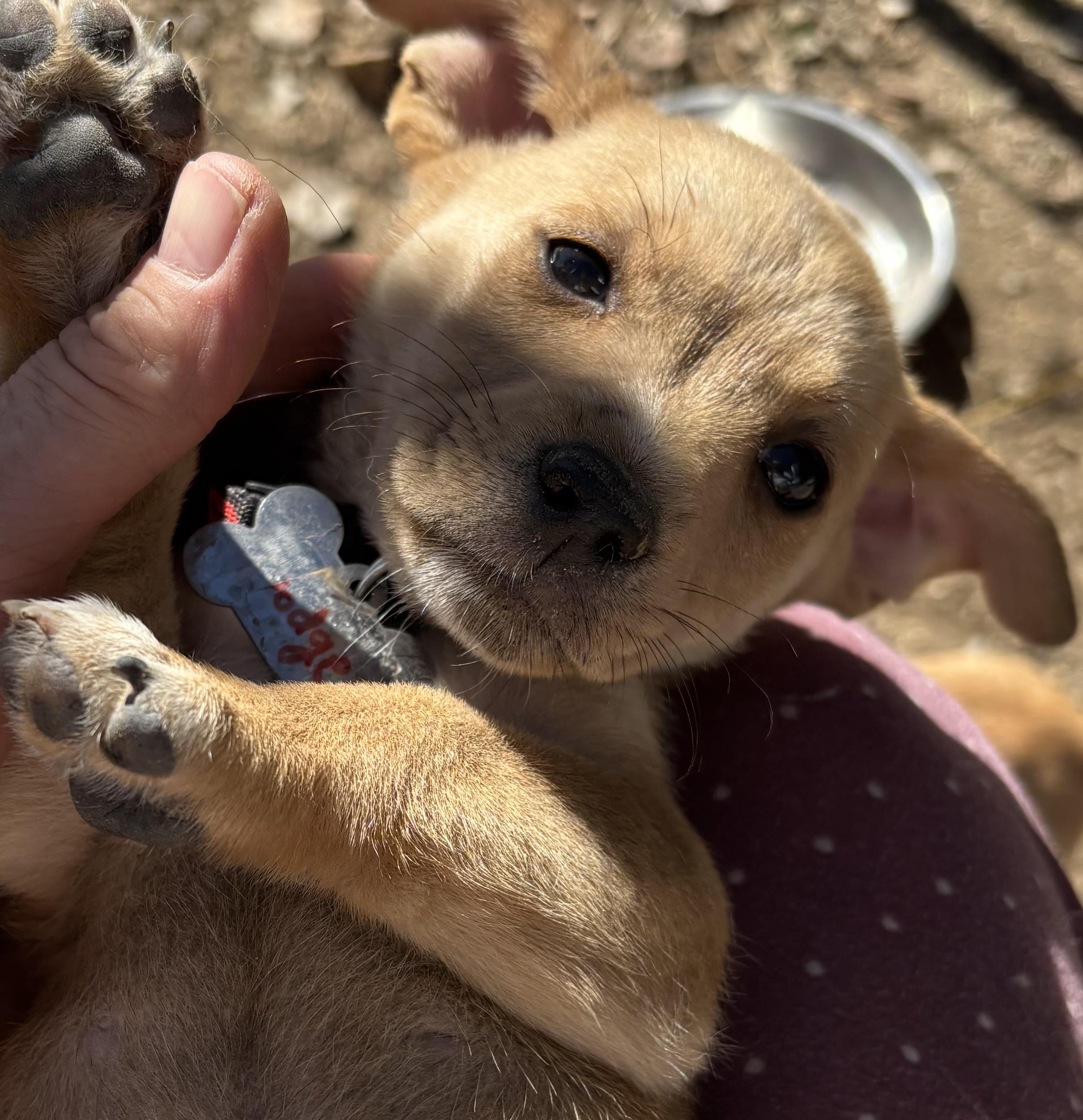 Ford, Adopted, Puppy Male Chiweenie.