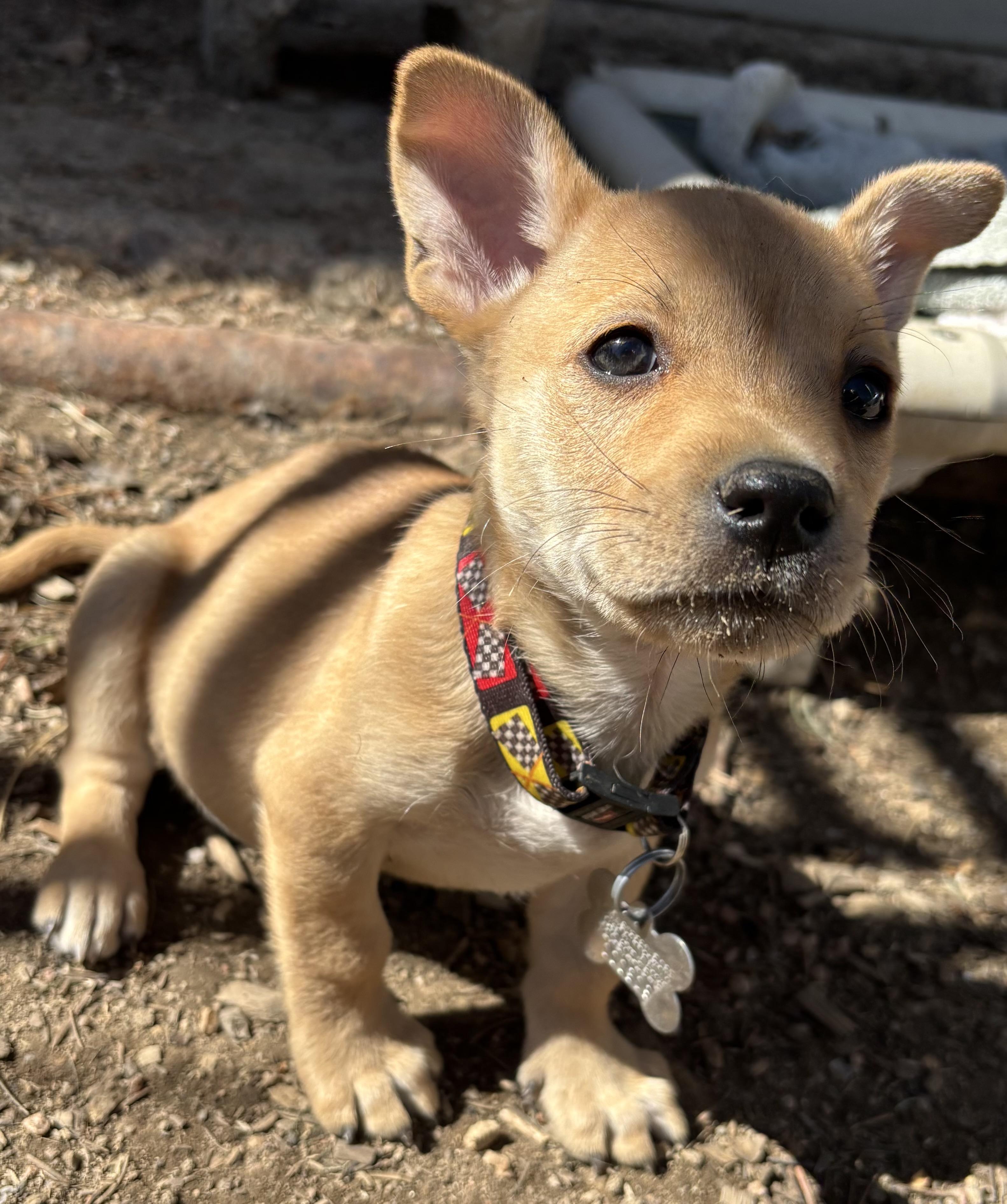 Enlarge Ford, a Adopted Chiweenie in Lakewood, CO image 2/3