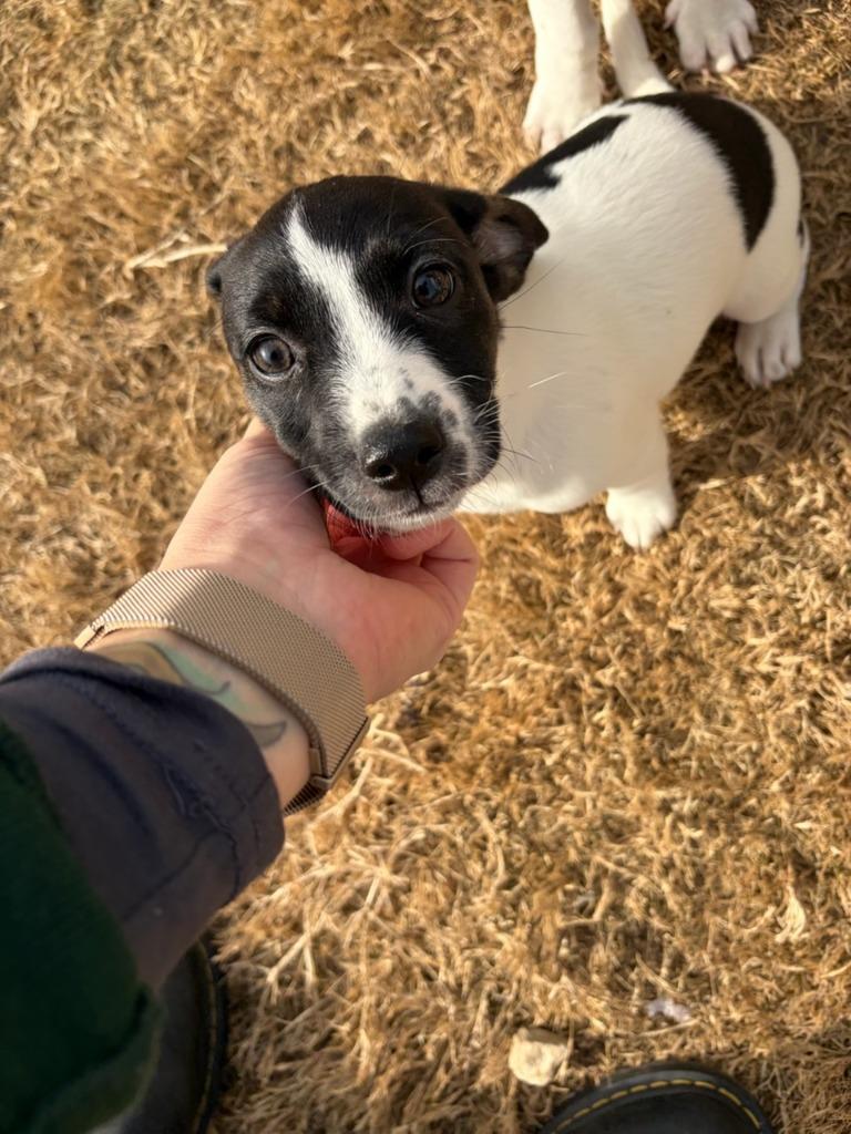 Enlarge Maggie, a Adoptable mixed breed in Fayetteville, AR image 1/2