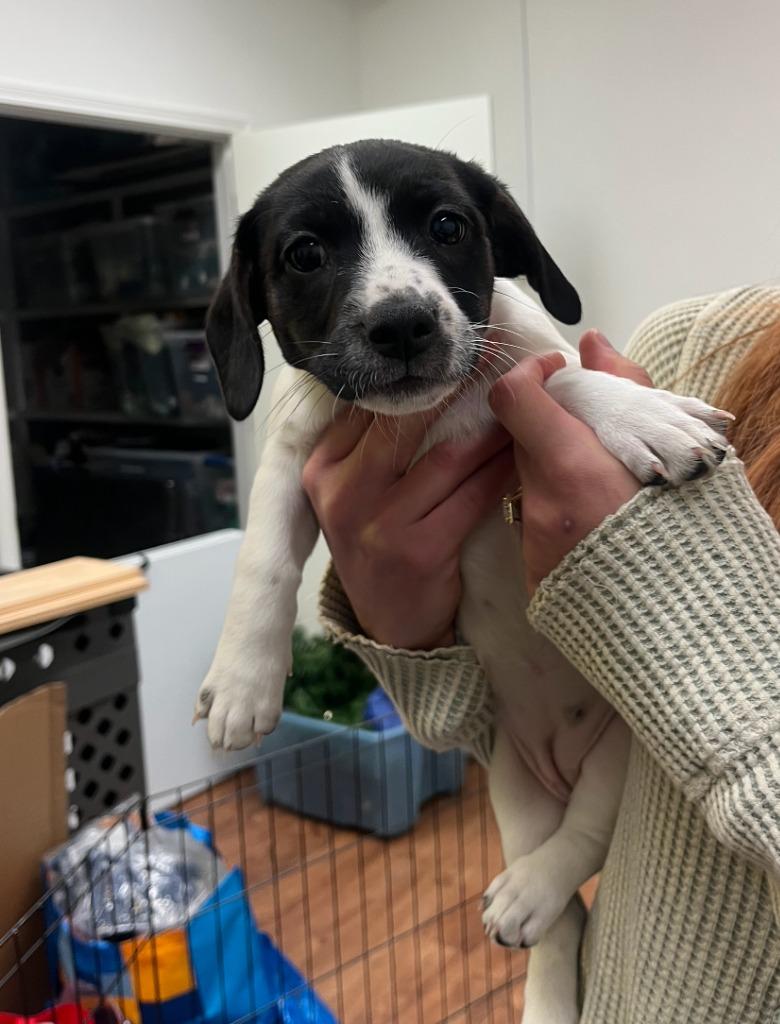 Enlarge Maggie, a Adoptable mixed breed in Fayetteville, AR image 2/2