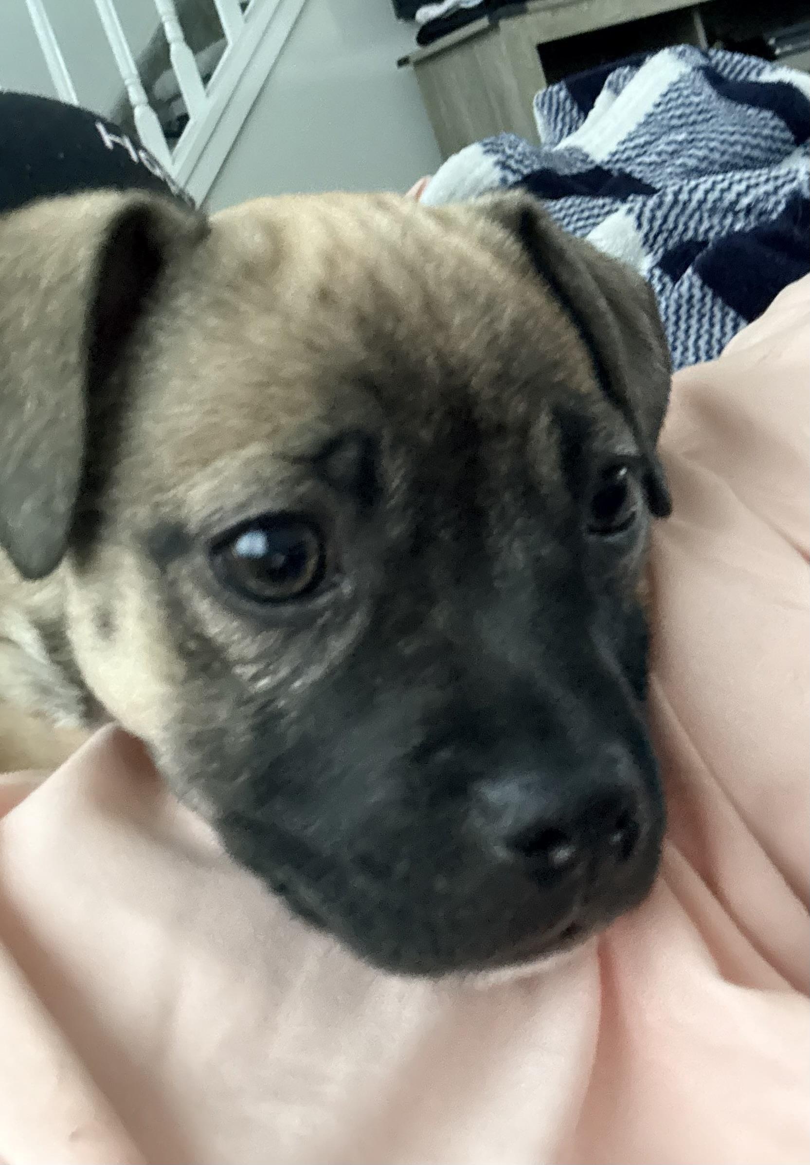 Enlarge Pookie, an adopted mixed breed in Copiague, NY image 3/5