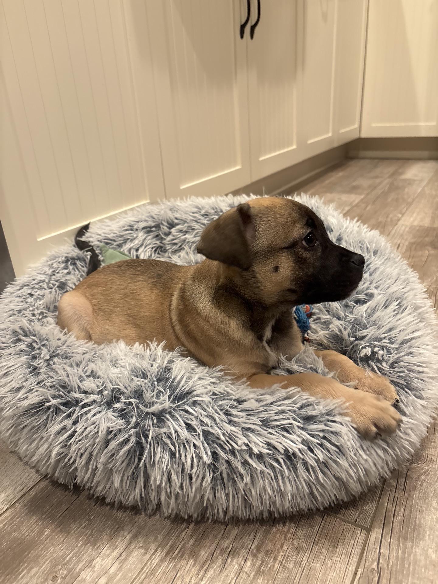 Enlarge Pookie, an adopted mixed breed in Copiague, NY image 5/5