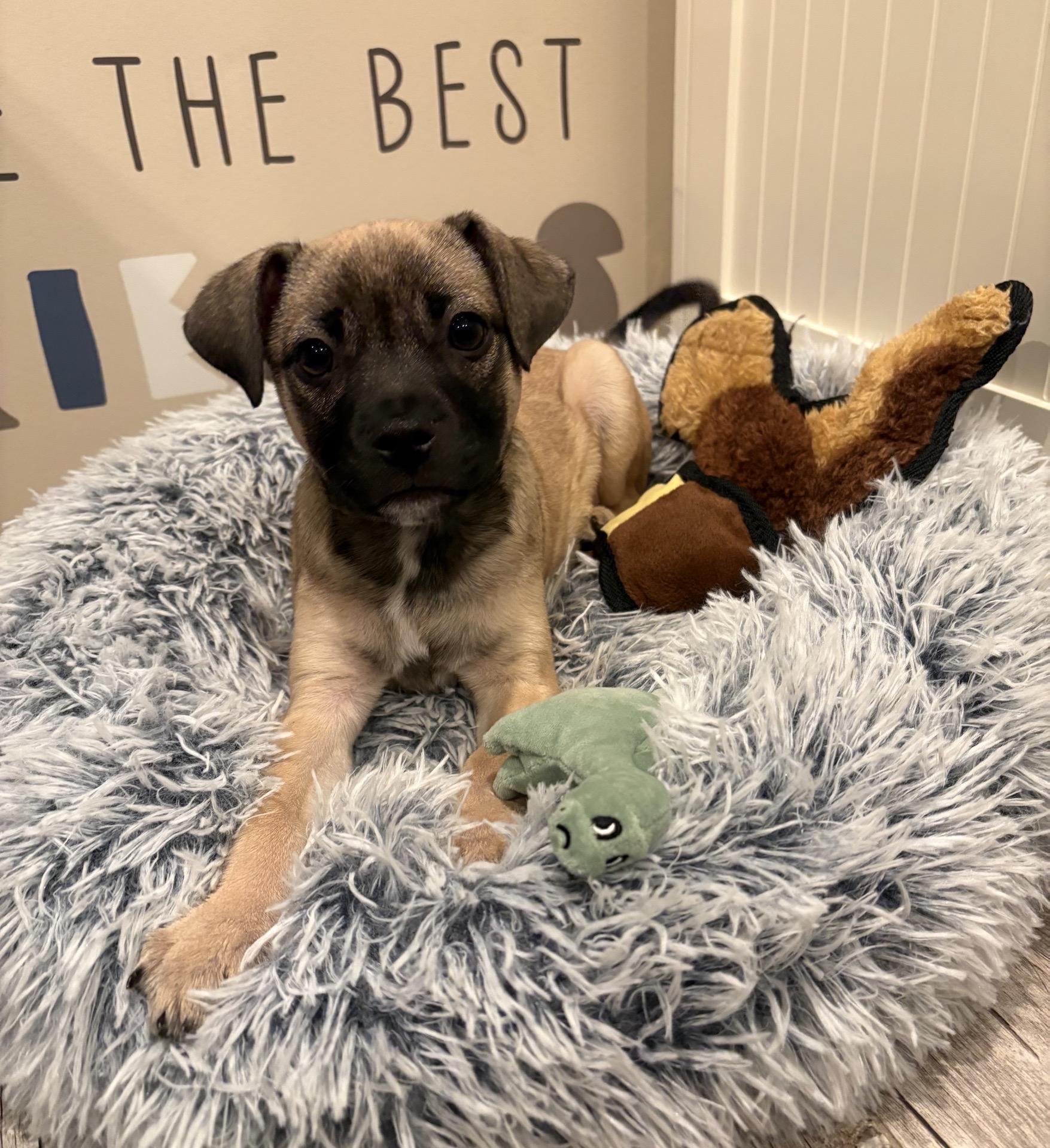 Enlarge Pookie, an adopted mixed breed in Copiague, NY image 2/5