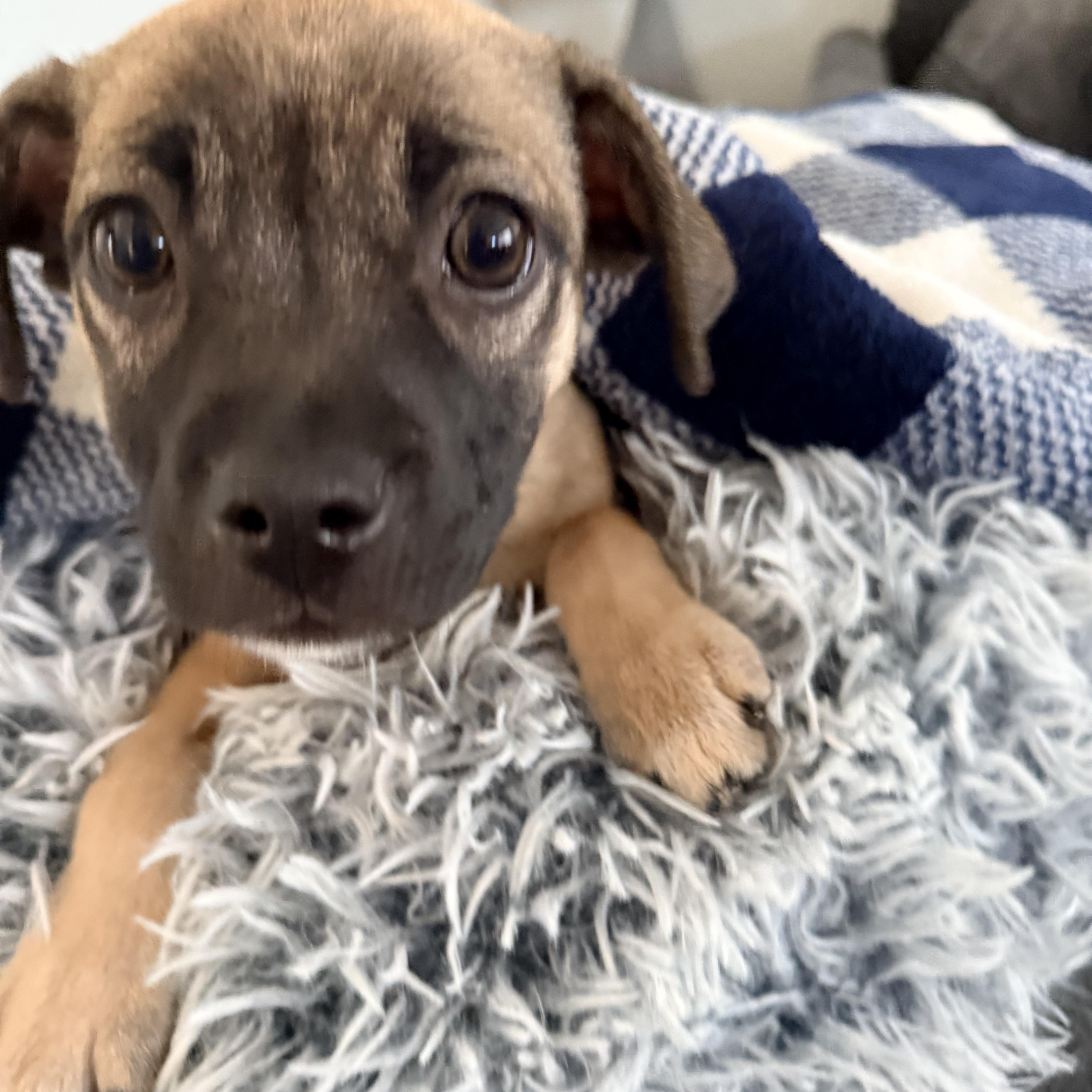 Enlarge Pookie, an adopted mixed breed in Copiague, NY image 4/5