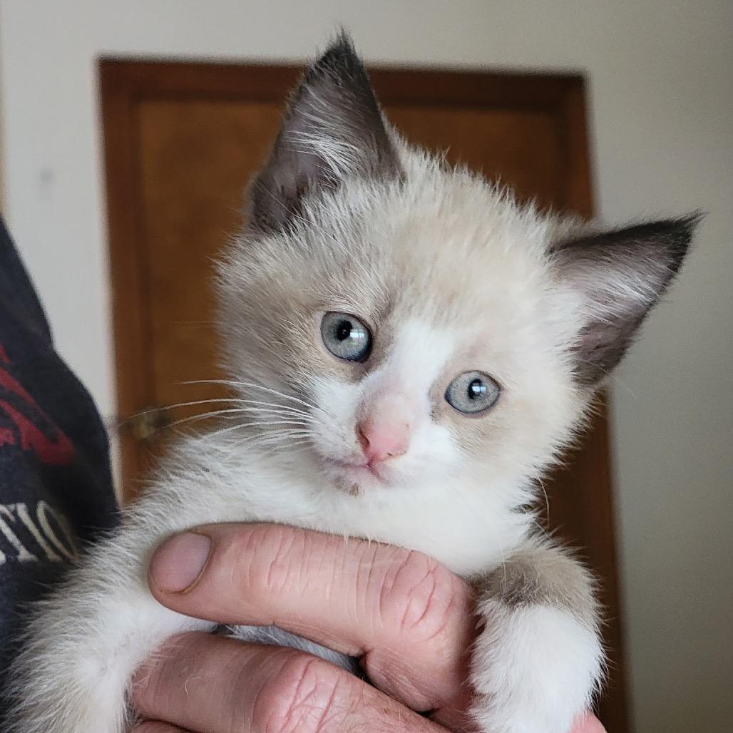 Enlarge Oscar, a Adopted Siamese in Kansas City, MO image 1/1
