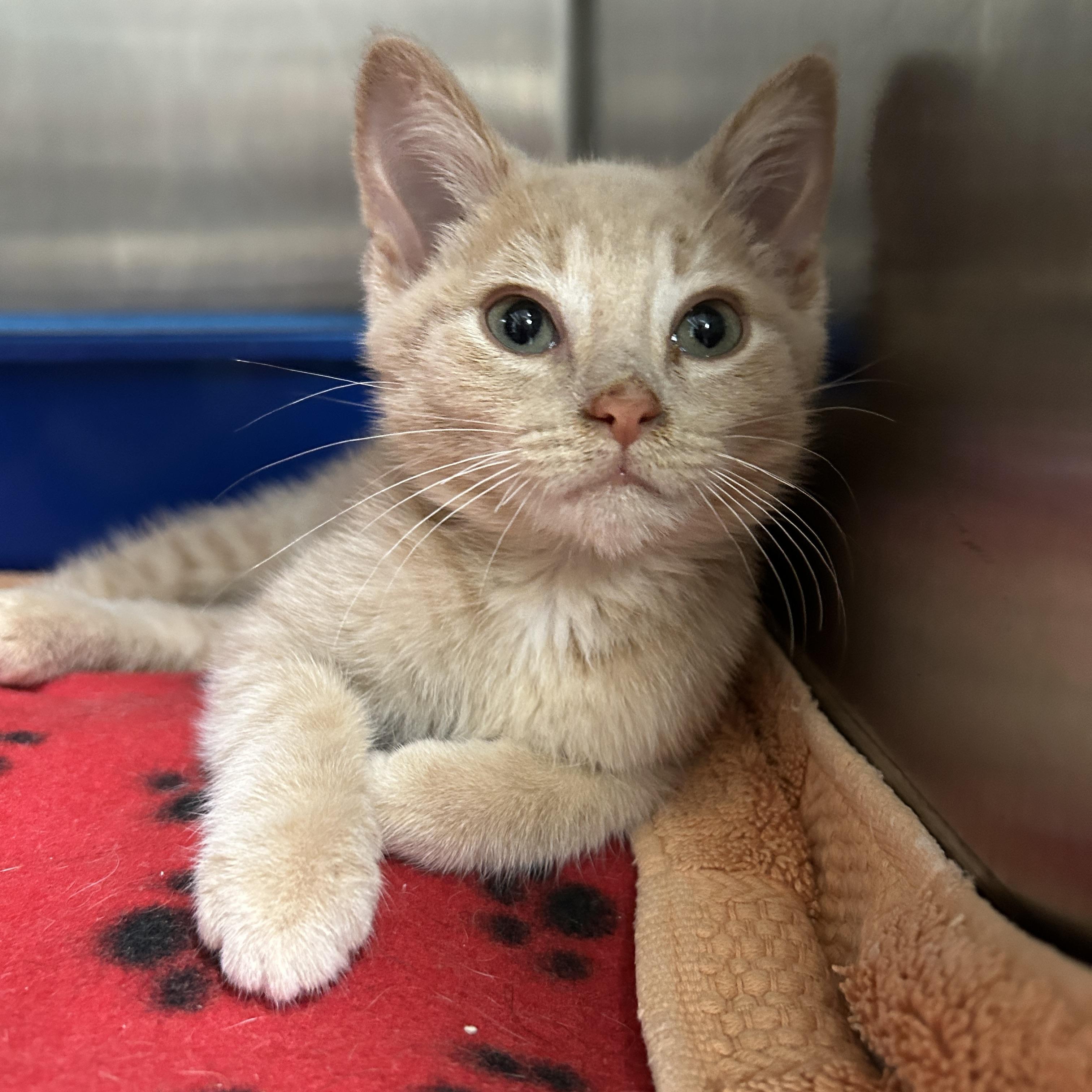 Peter, an adopted Domestic Short Hair in La Grange Park, IL image 6/6