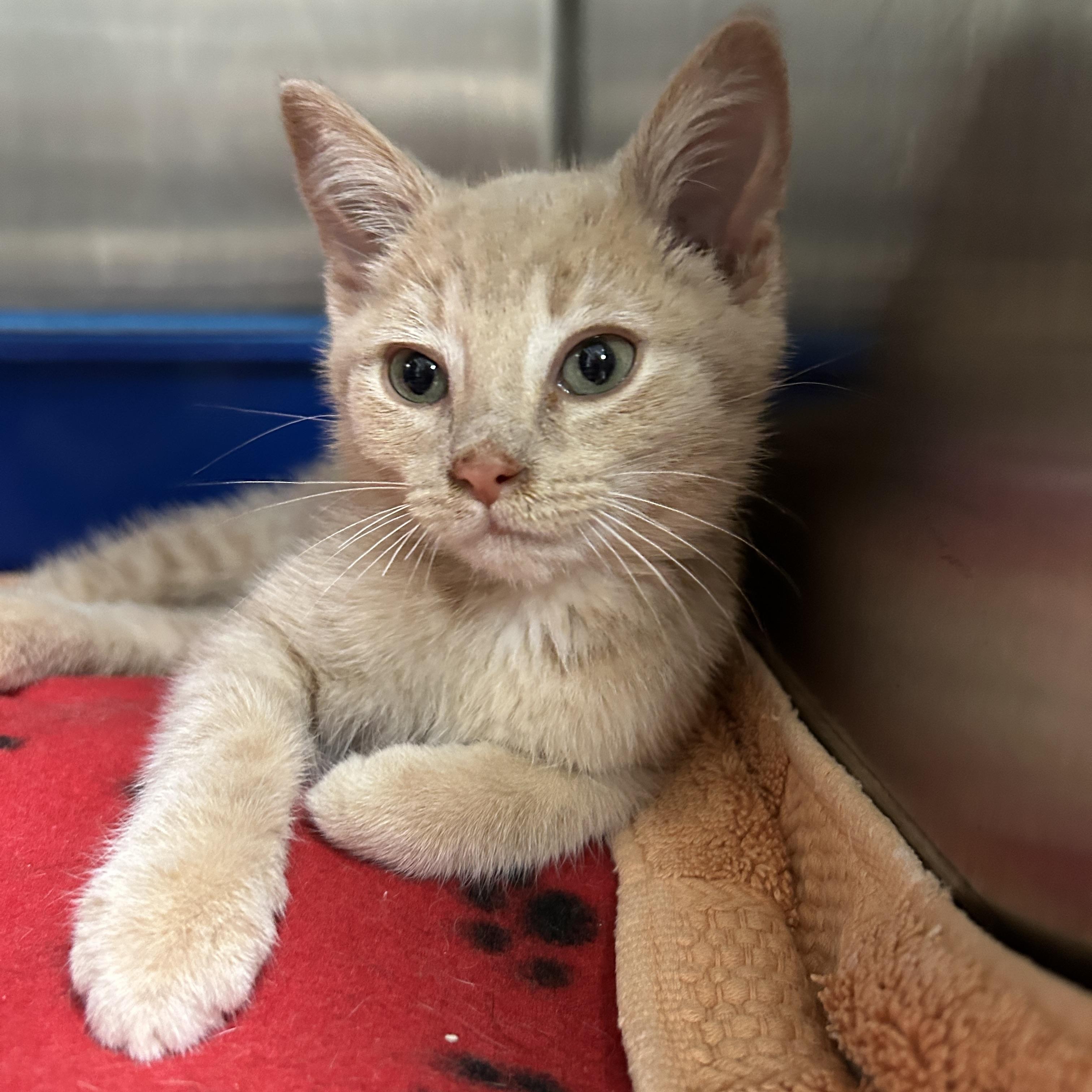 Peter, an adopted Domestic Short Hair in La Grange Park, IL image 2/6