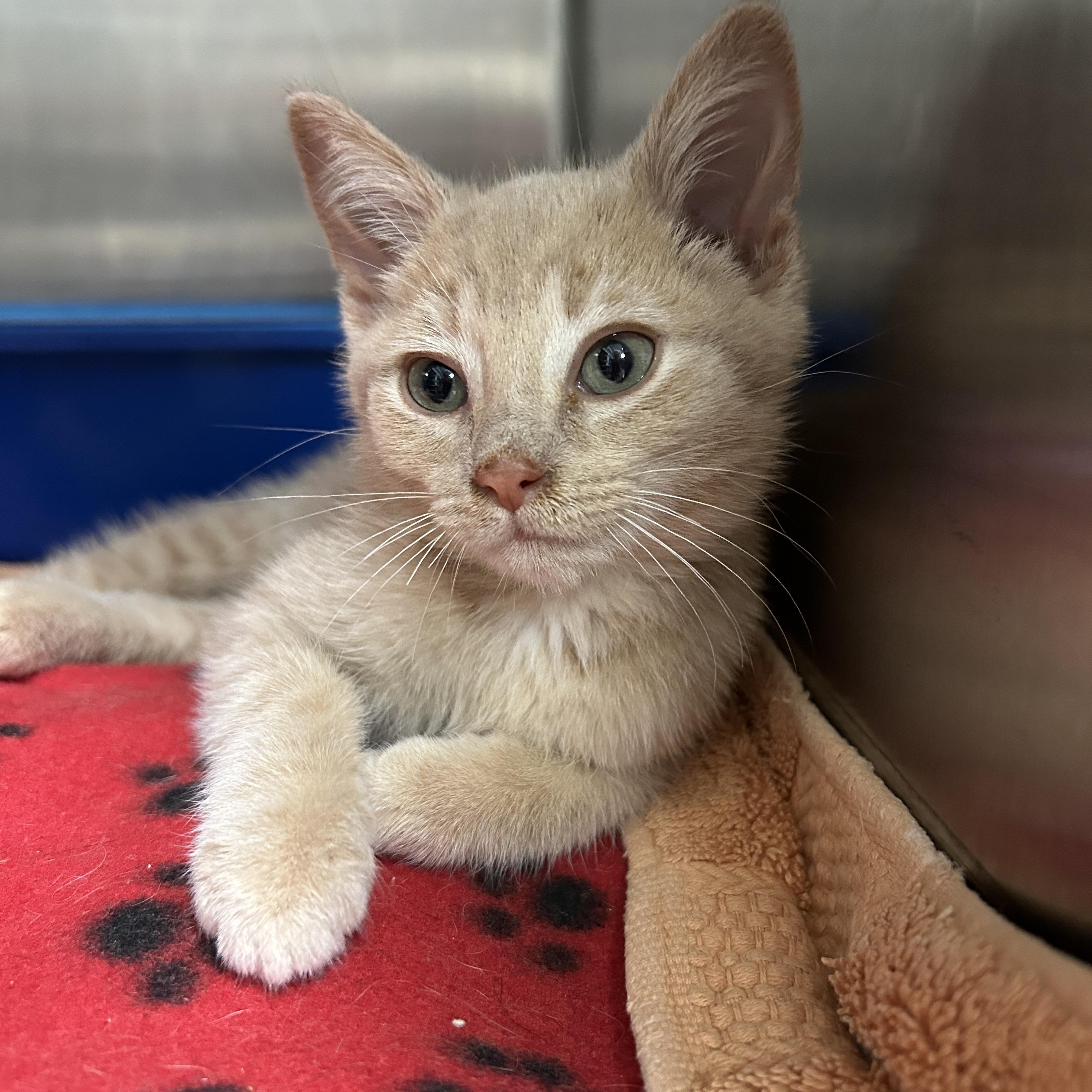 Peter, an adopted Domestic Short Hair in La Grange Park, IL image 3/6
