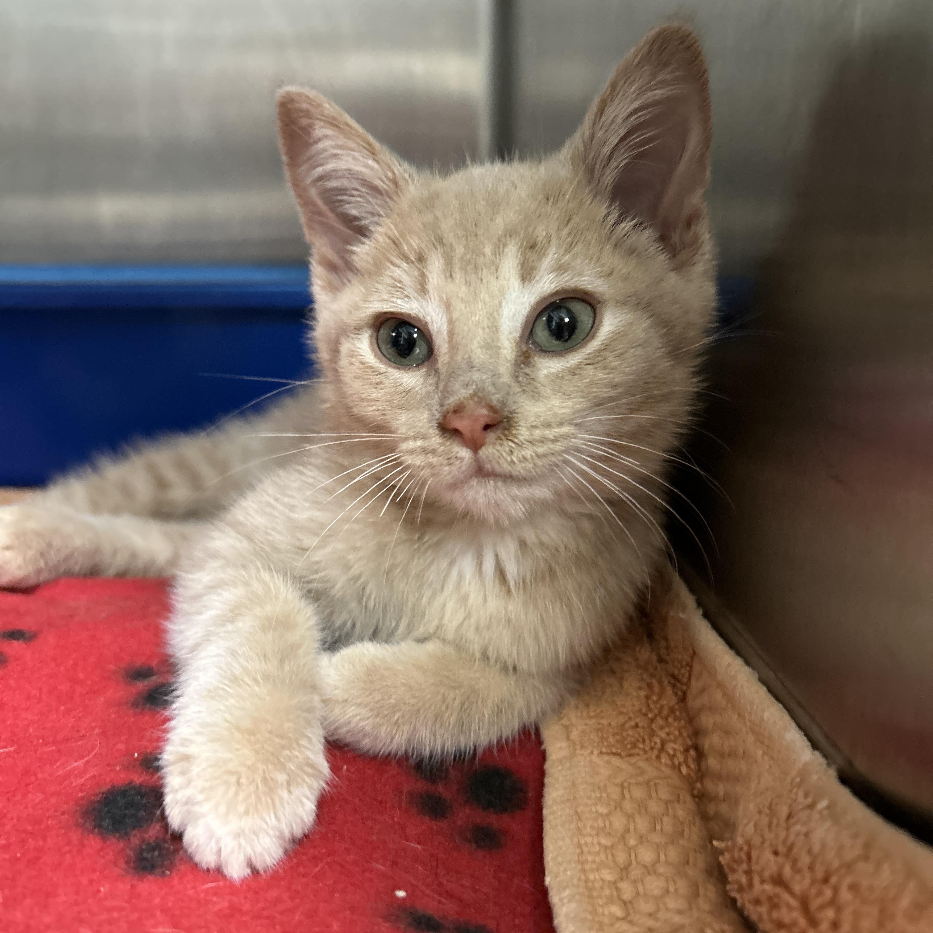 Peter, an adopted Domestic Short Hair in La Grange Park, IL image 5/6