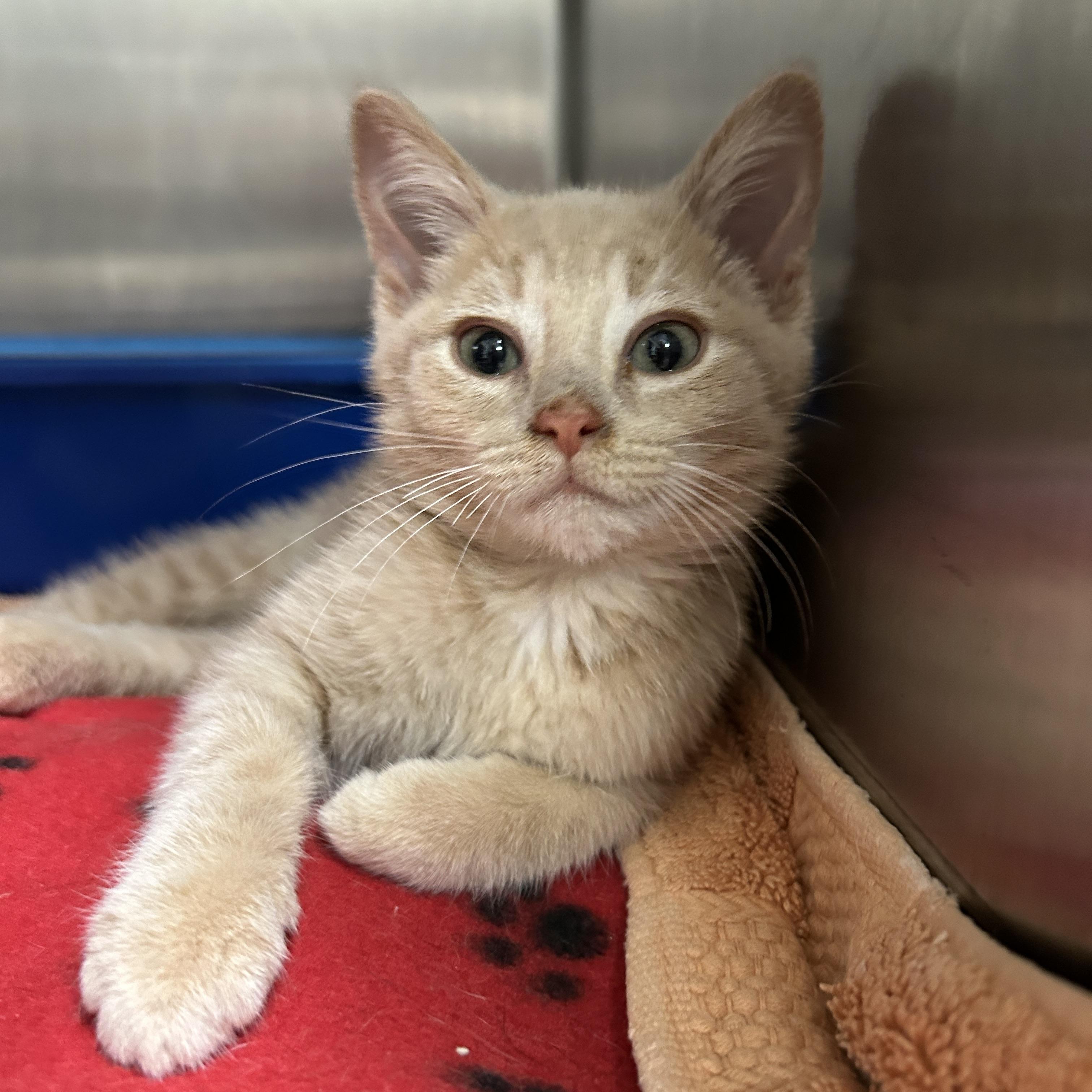 Peter, an adopted Domestic Short Hair in La Grange Park, IL image 4/6