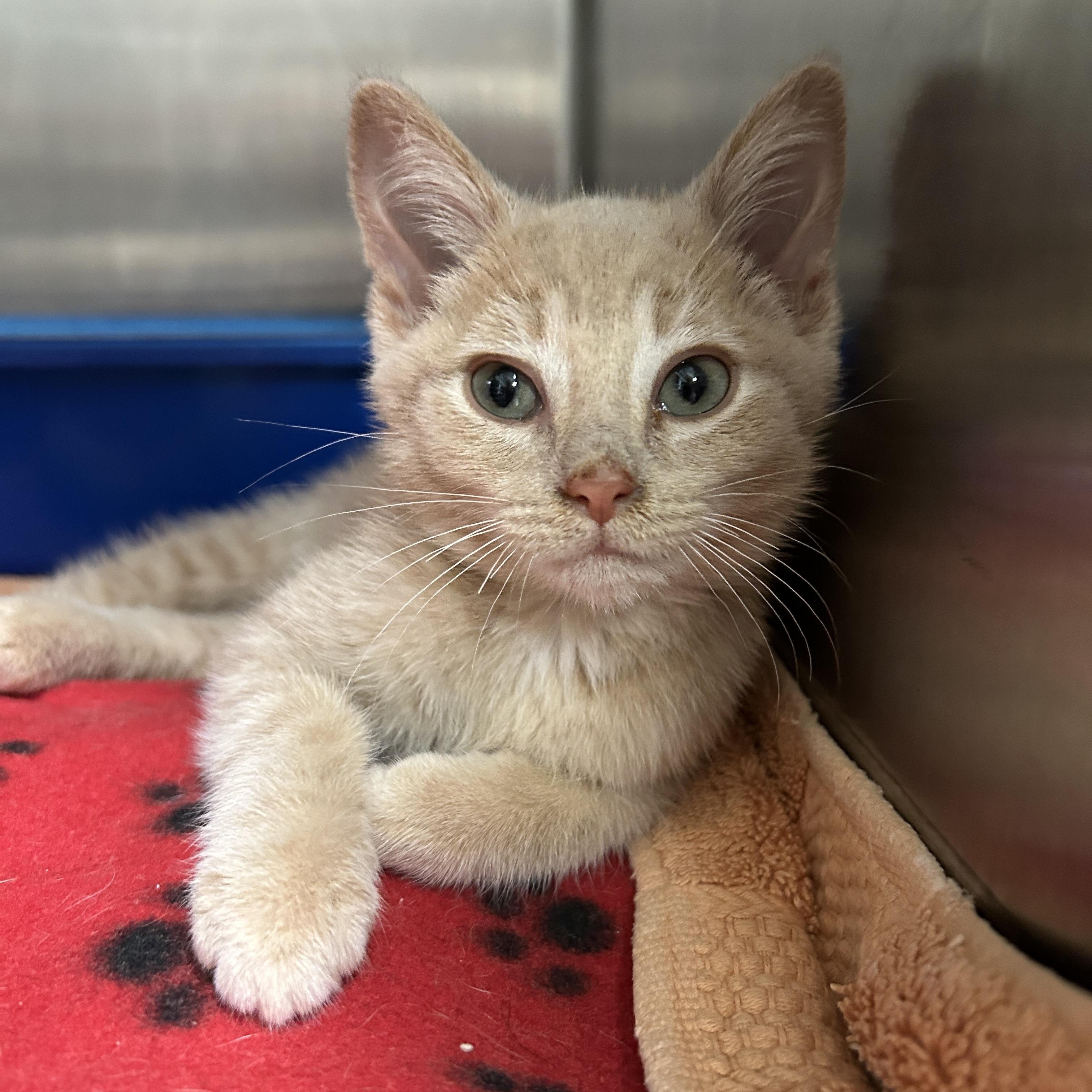 Peter, an adopted Domestic Short Hair in La Grange Park, IL image 1/6