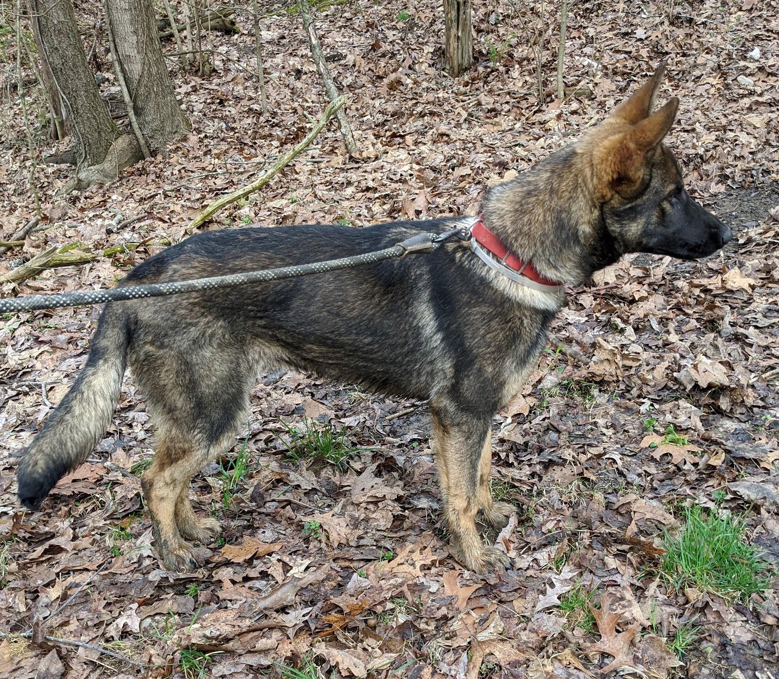 Enlarge Zoey, a Adoptable German Shepherd Dog in Louisville, KY image 2/3