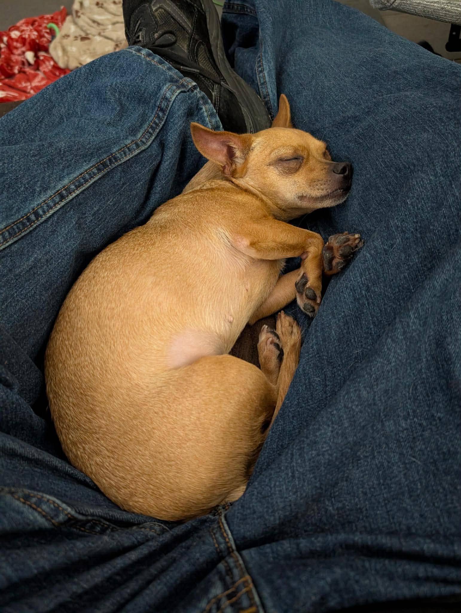 Jelena, Adoptable, Adult Female Chihuahua.