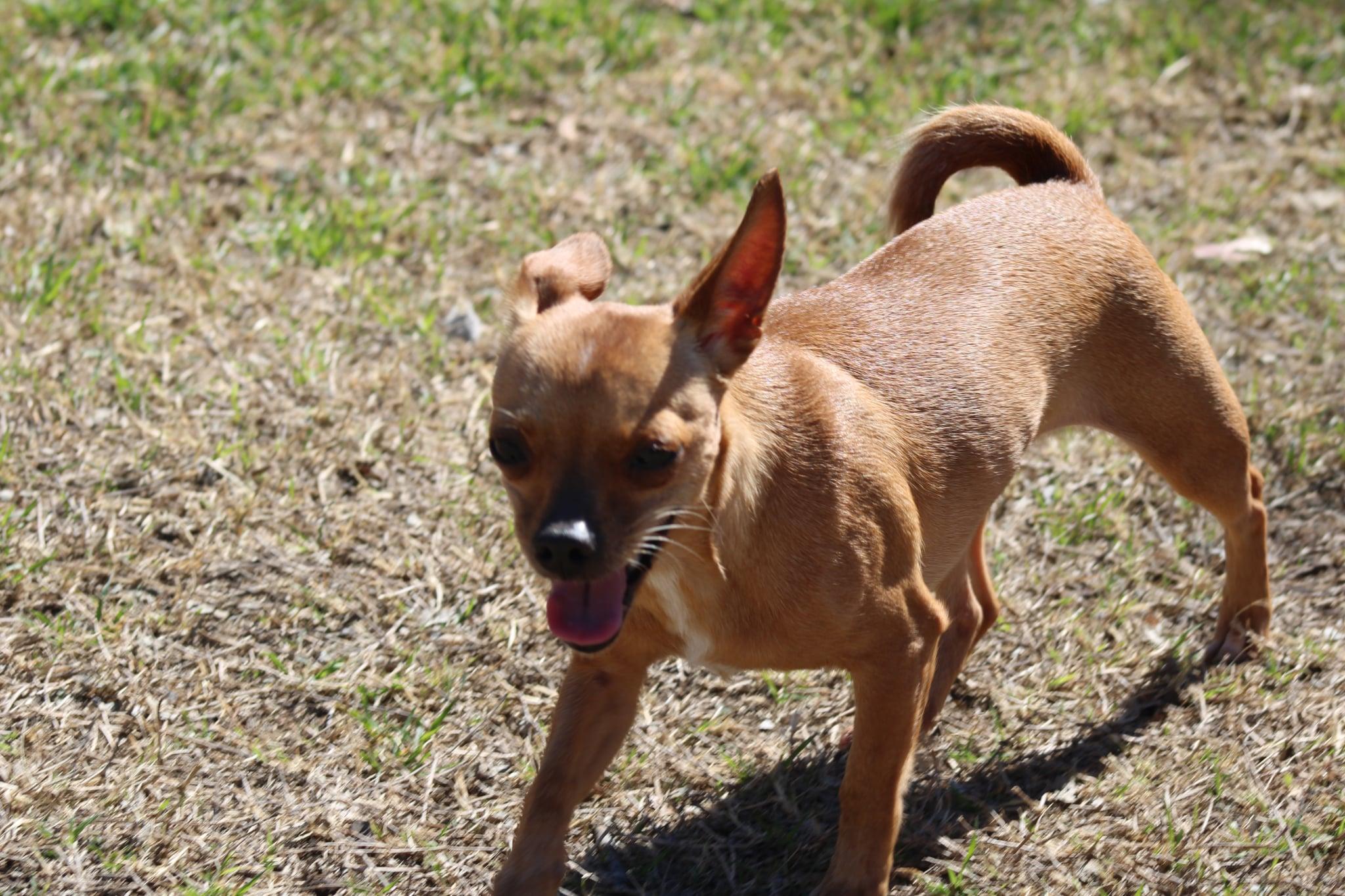 Enlarge Jelena, a Adoptable Chihuahua in Austin, TX image 3/6