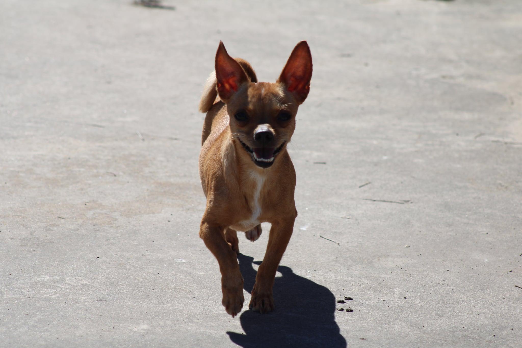 Enlarge Jelena, a Adoptable Chihuahua in Austin, TX image 4/6